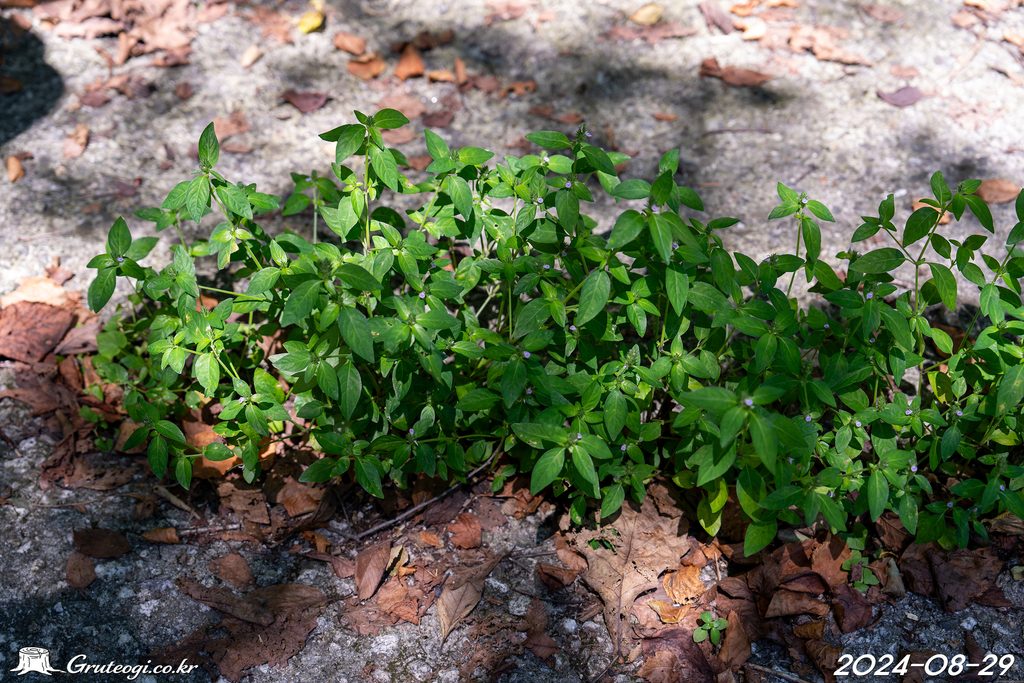Justicia procumbens habit