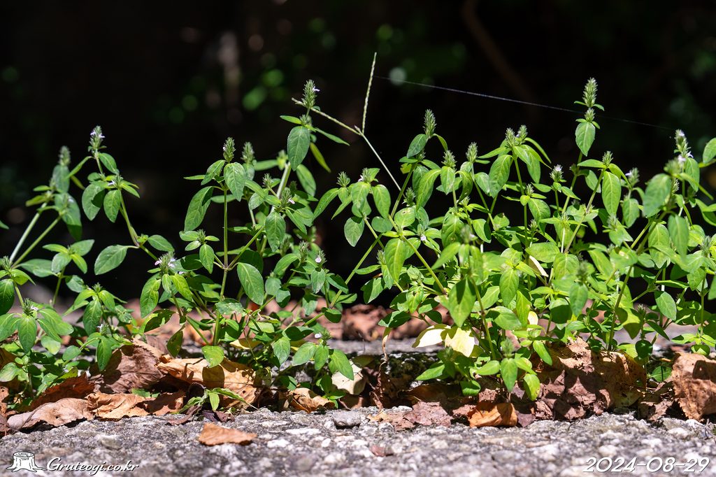 Justicia procumbens habit