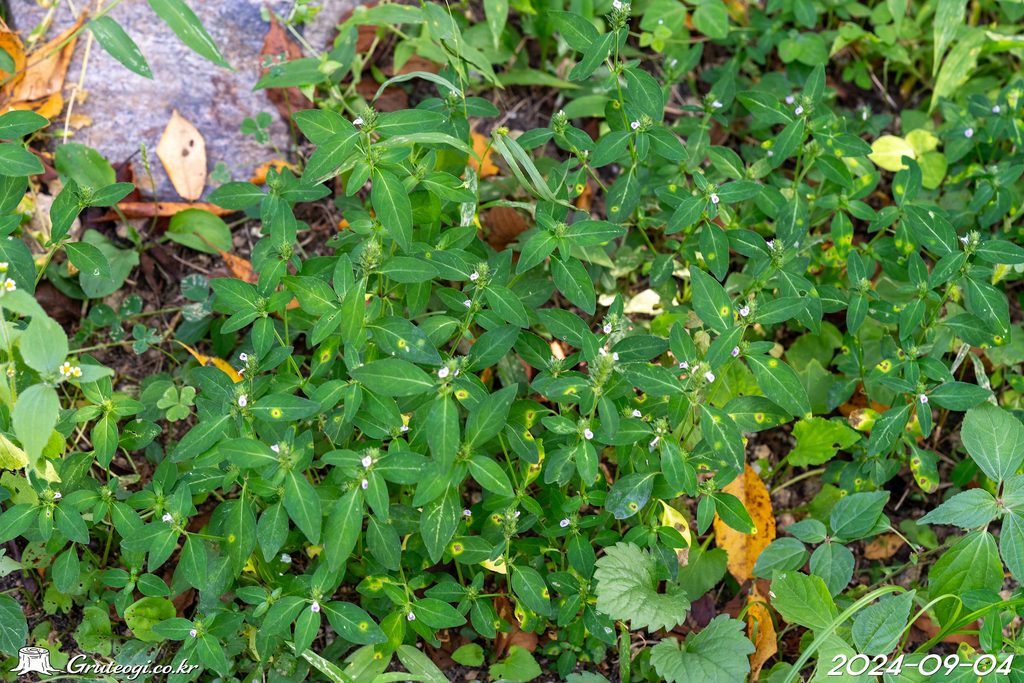 Justicia procumbens habit