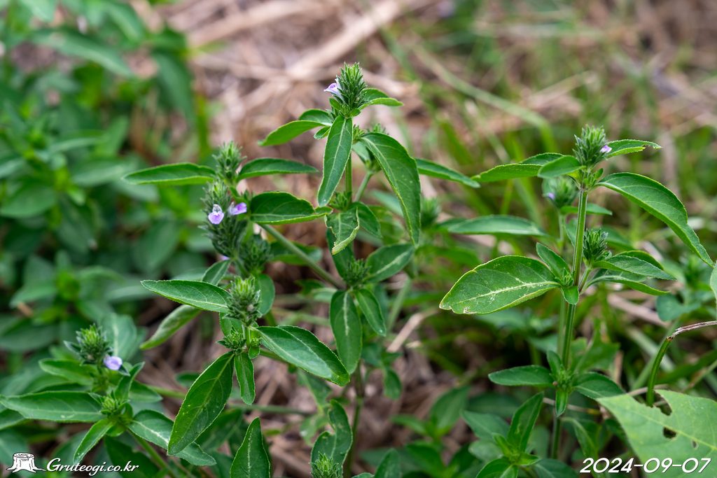 Justicia procumbens habit
