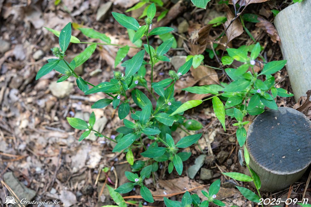 Justicia procumbens habit