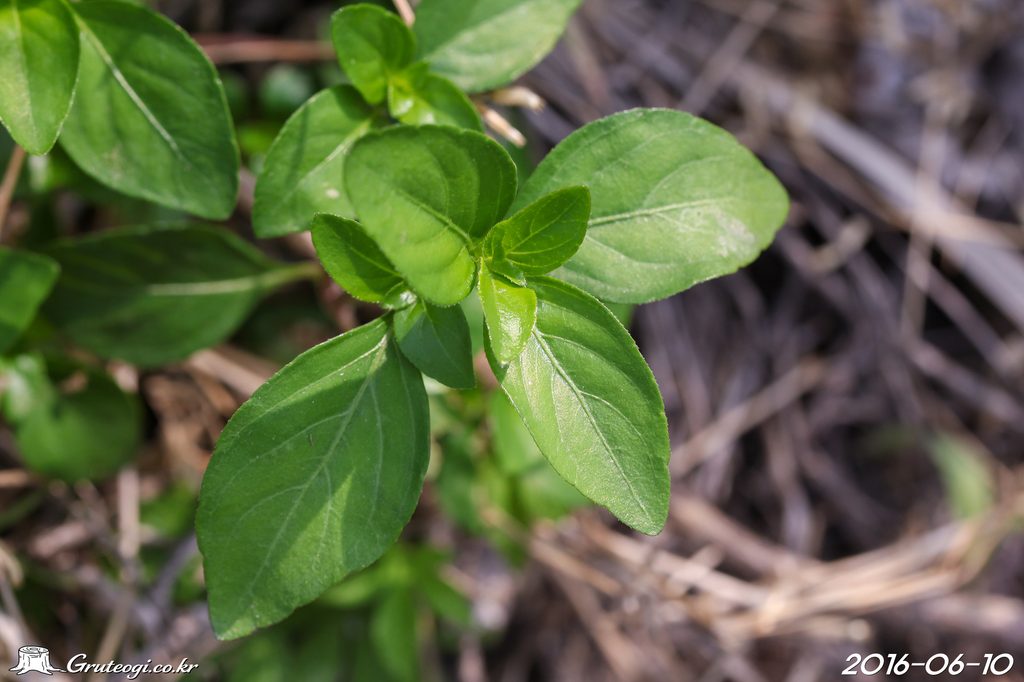 Justicia procumbens leaf