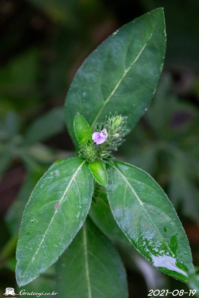 Justicia procumbens leaf
