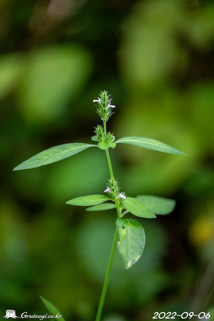 Justicia procumbens leaf