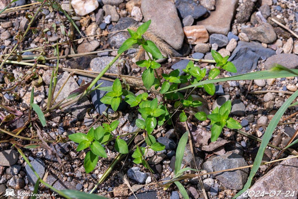 Justicia procumbens leaf