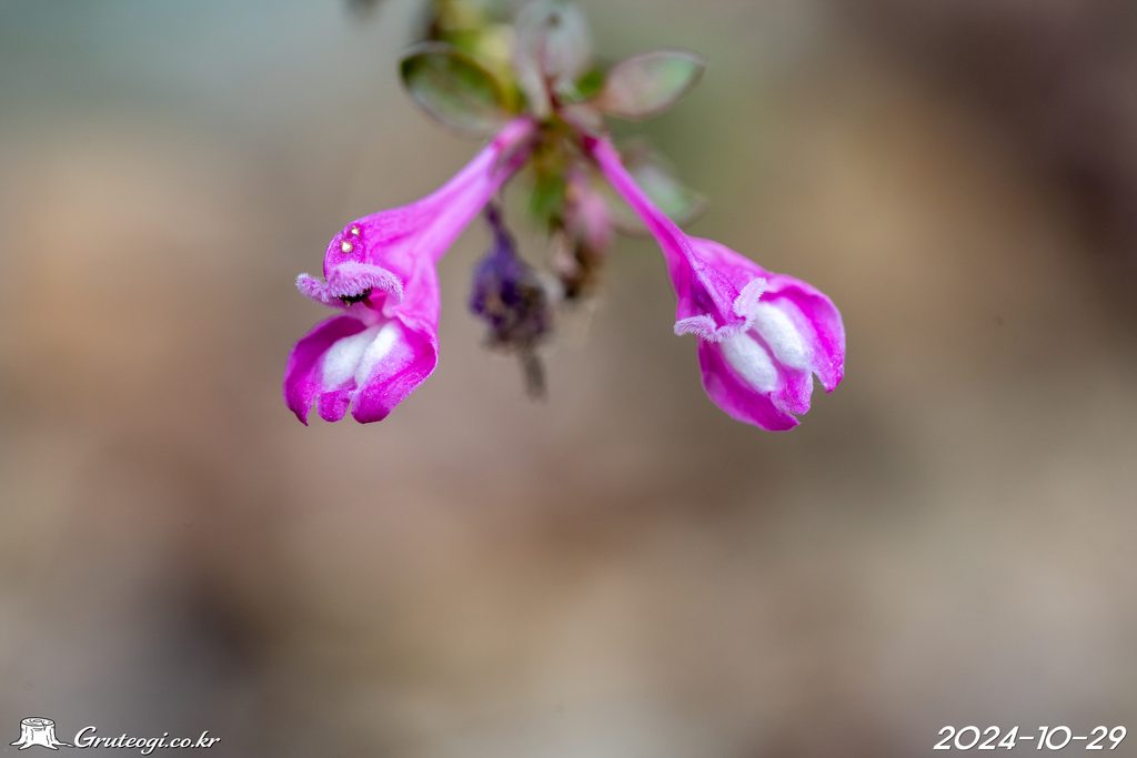Melampyrum roseum flower