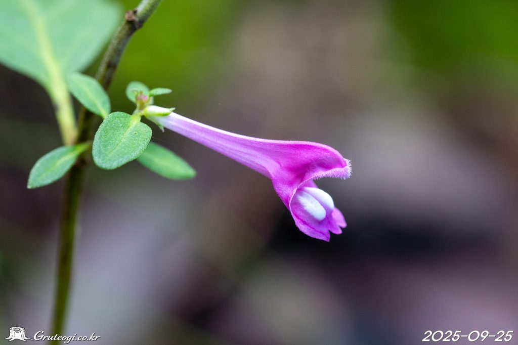 Melampyrum roseum flower