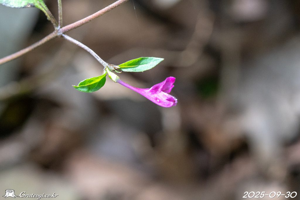 Melampyrum roseum flower