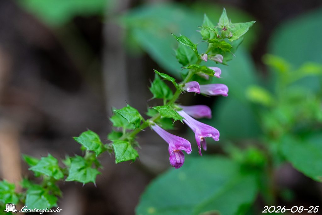 Melampyrum roseum flower