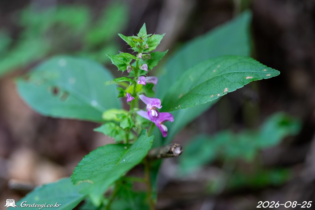 Melampyrum roseum flower