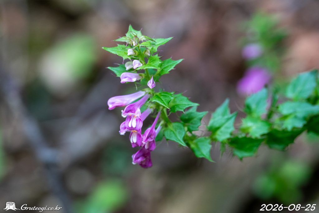 Melampyrum roseum flower