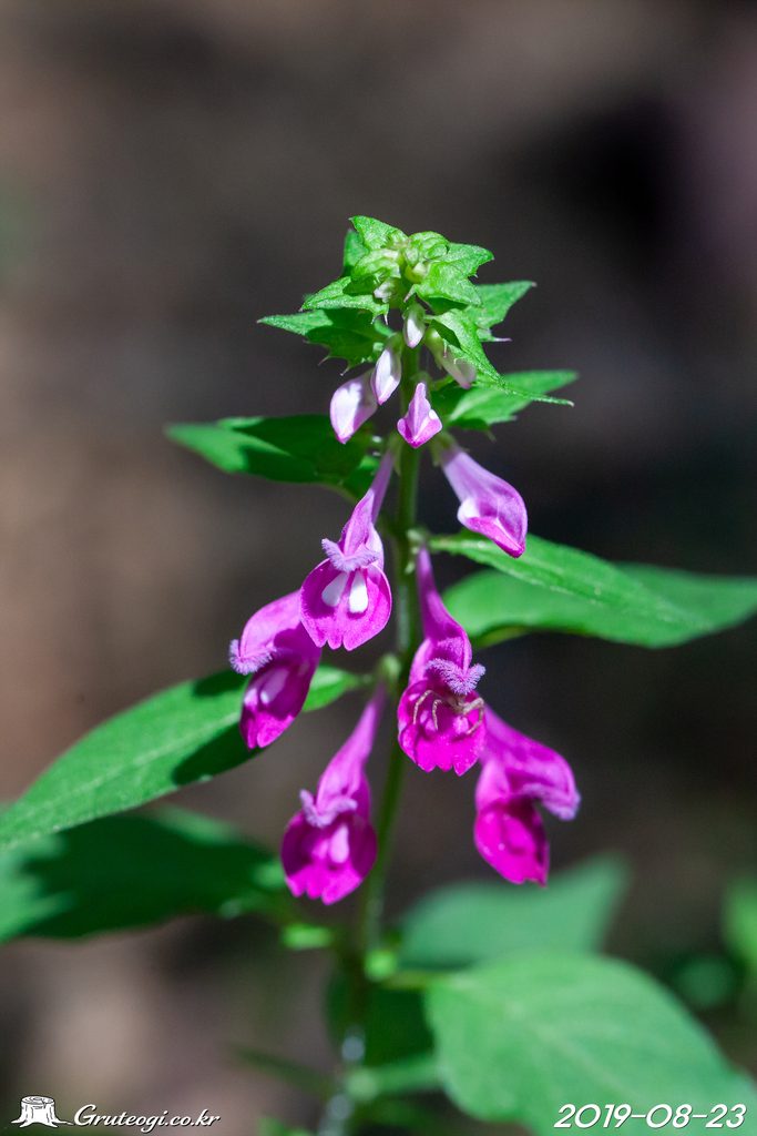 Melampyrum roseum flower