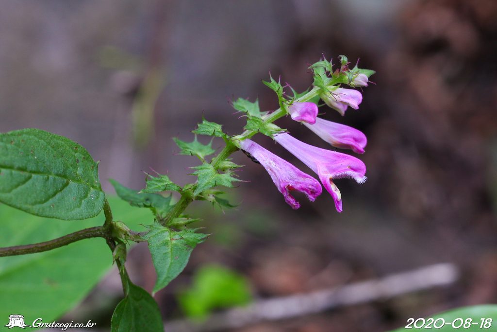 Melampyrum roseum flower