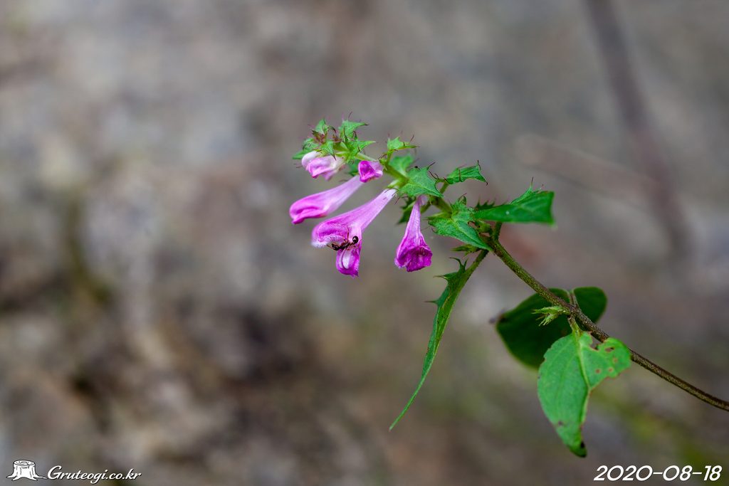 Melampyrum roseum flower