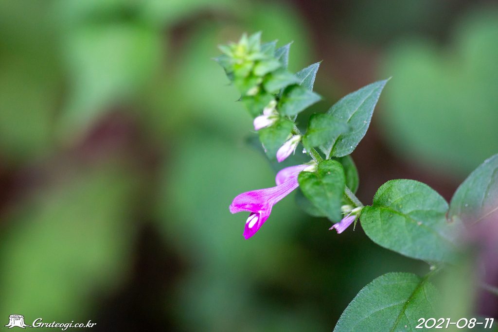 Melampyrum roseum flower