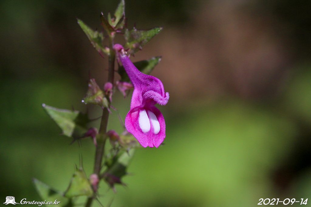 Melampyrum roseum flower