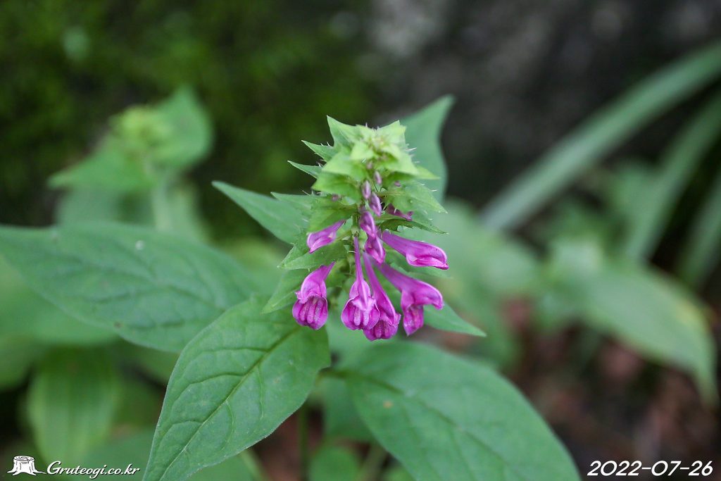 Melampyrum roseum flower