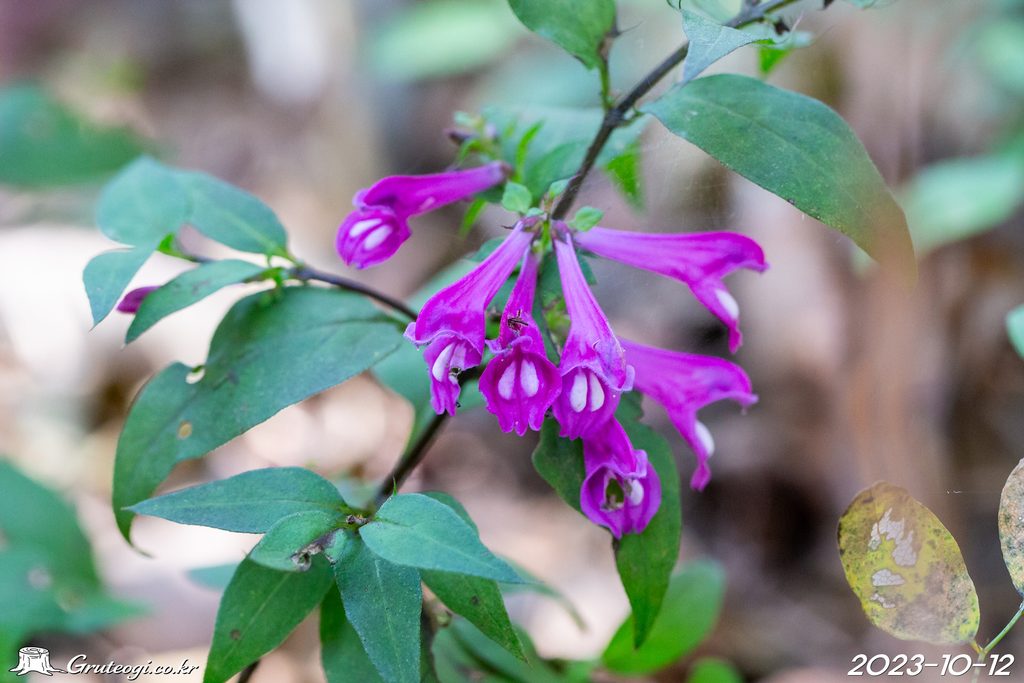 Melampyrum roseum flower