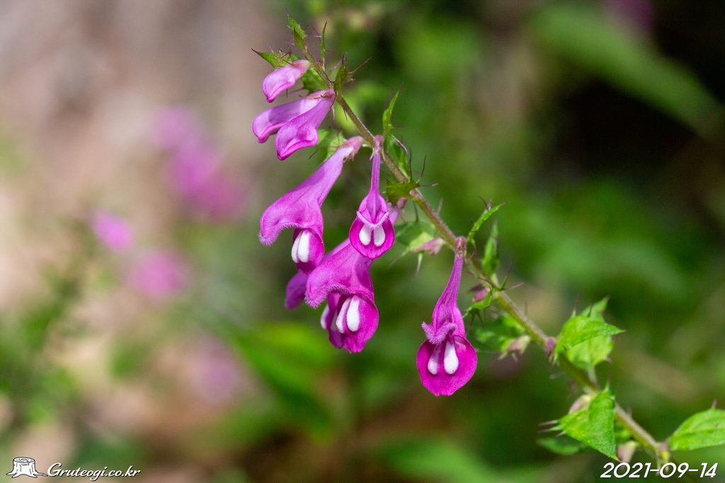Melampyrum roseum flower main