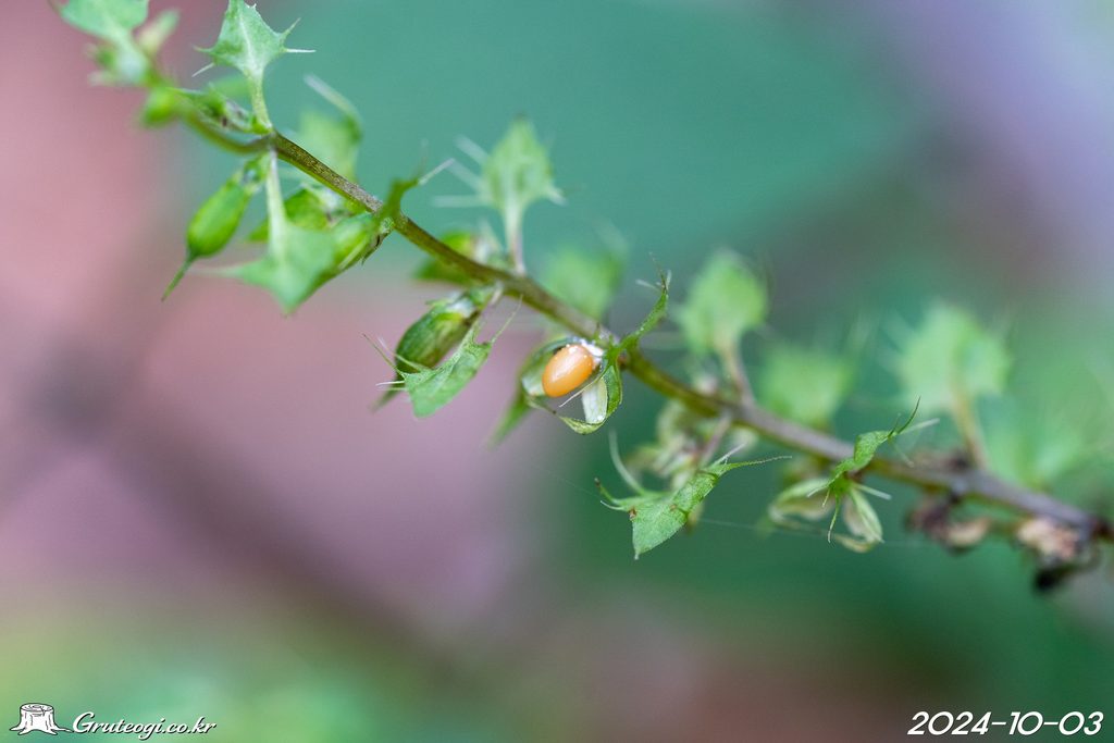 Melampyrum roseum fruit