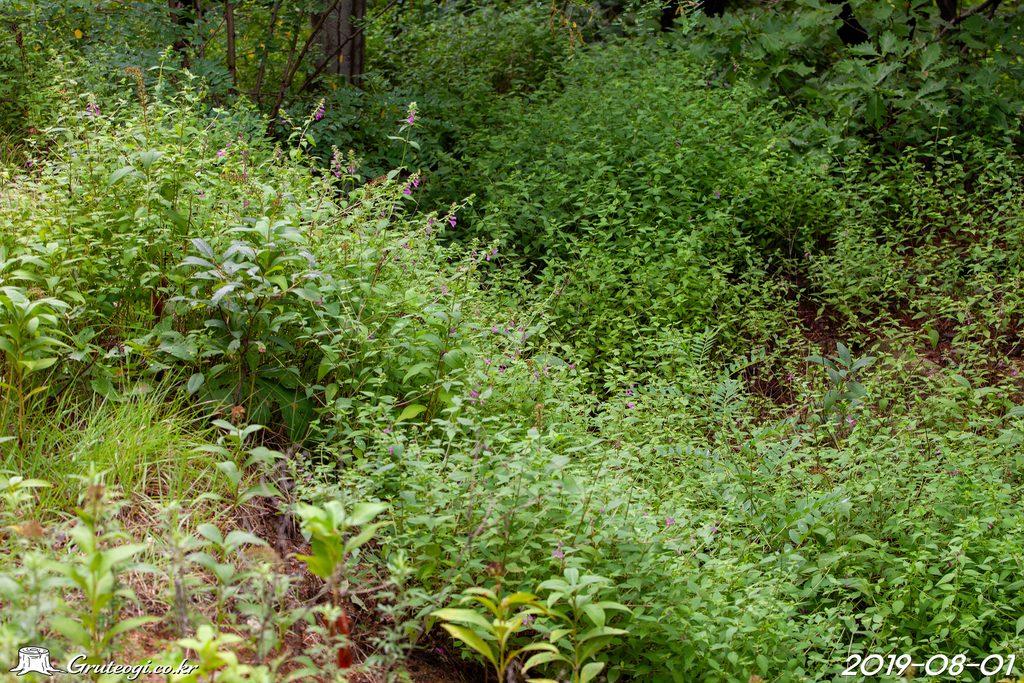 Melampyrum roseum habit