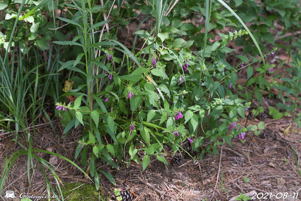 Melampyrum roseum habit