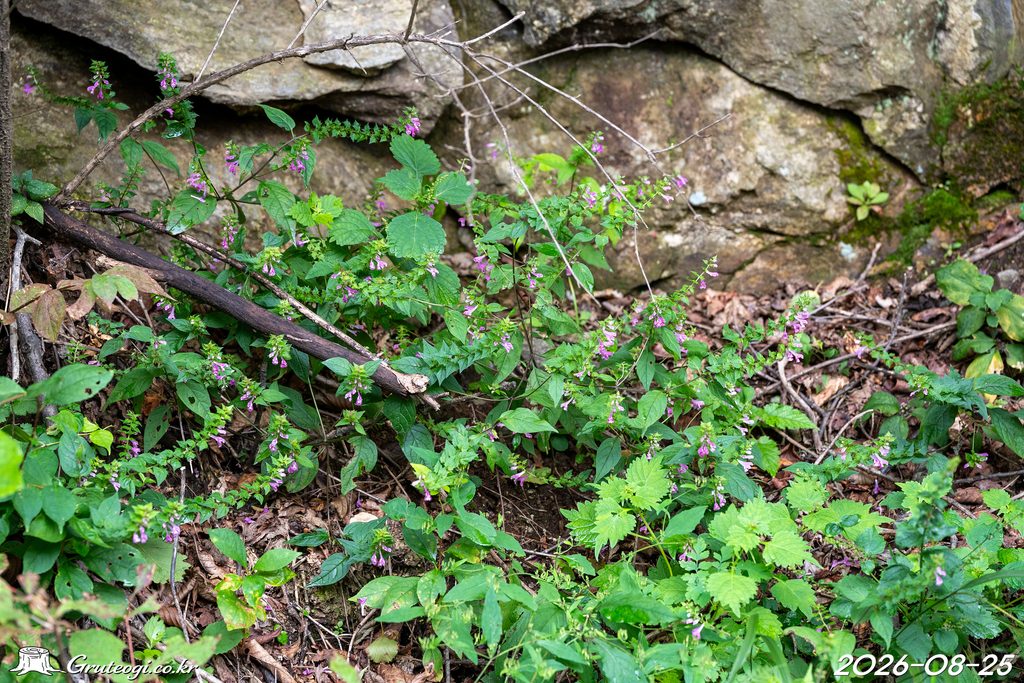 Melampyrum roseum habit