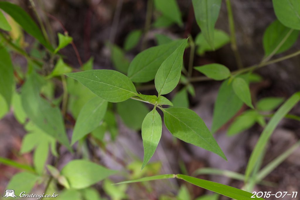 Melampyrum roseum leaf