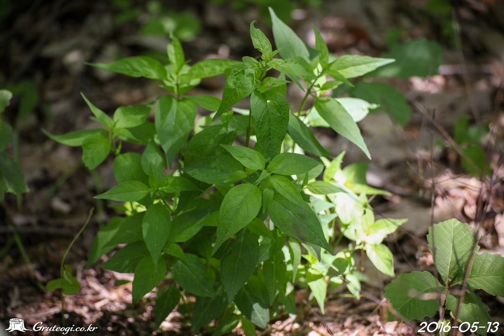 Melampyrum roseum leaf