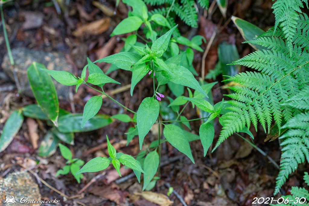 Melampyrum roseum leaf