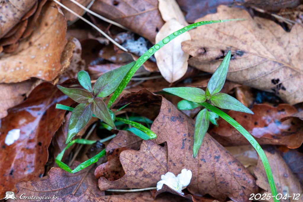 Melampyrum roseum leaf