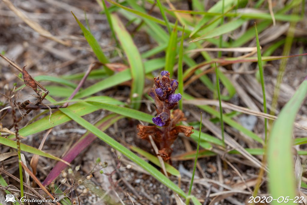 Orobanche coerulescens flower
