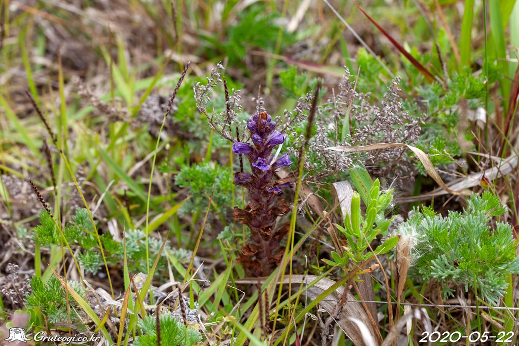 Orobanche coerulescens flower