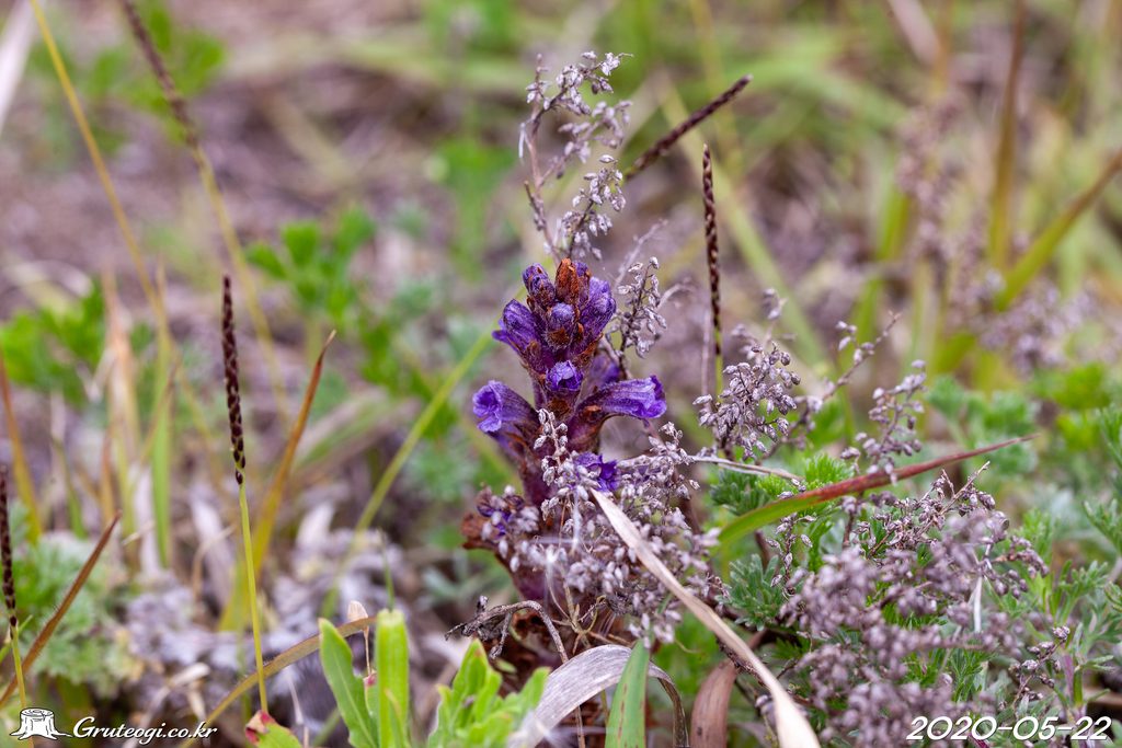 Orobanche coerulescens flower