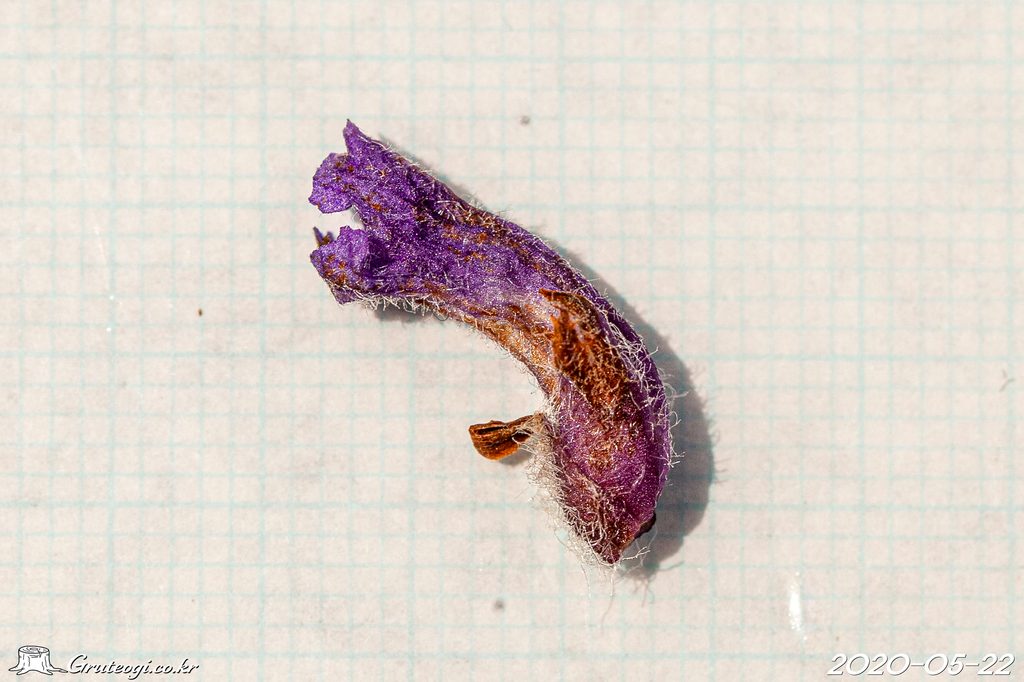 Orobanche coerulescens flower