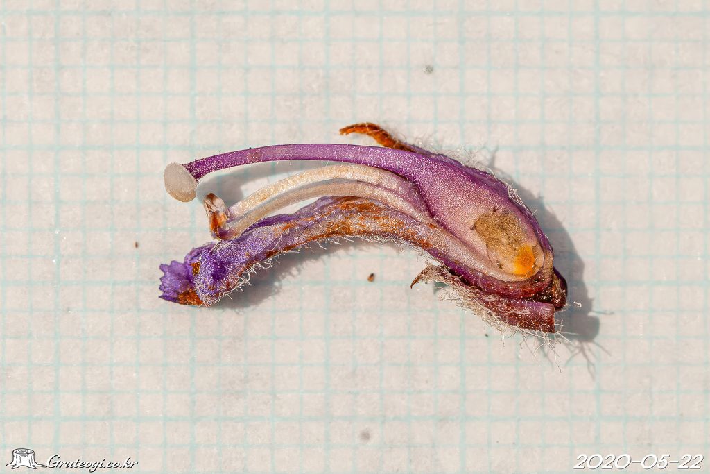 Orobanche coerulescens flower