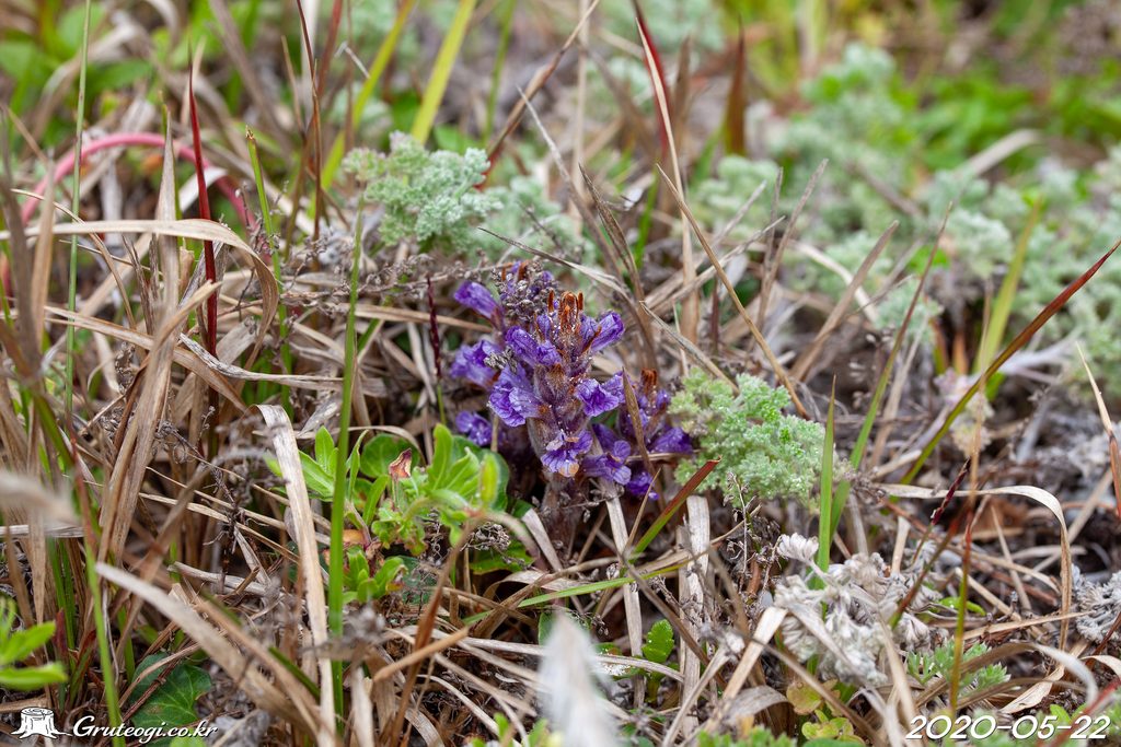 Orobanche coerulescens flower