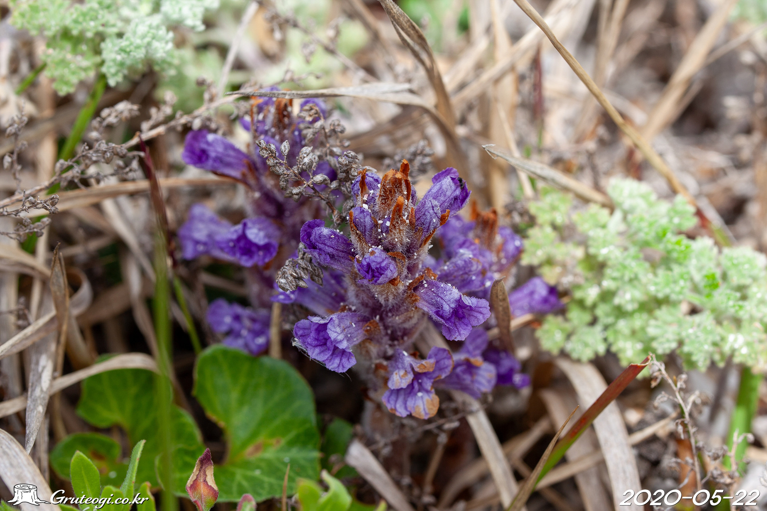 초종용 Orobanche coerulescens Stephan