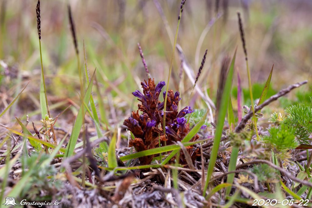 Orobanche coerulescens fruit