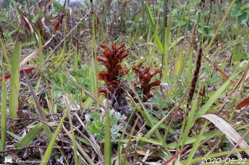 Orobanche coerulescens fruit