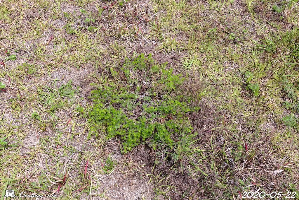 Orobanche coerulescens habit