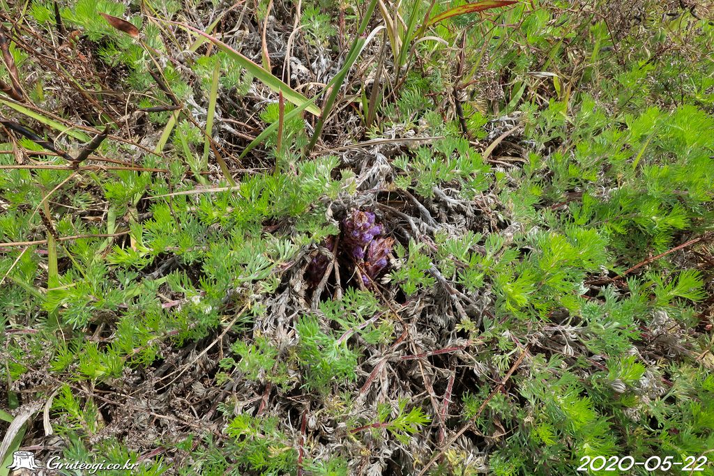 Orobanche coerulescens habit
