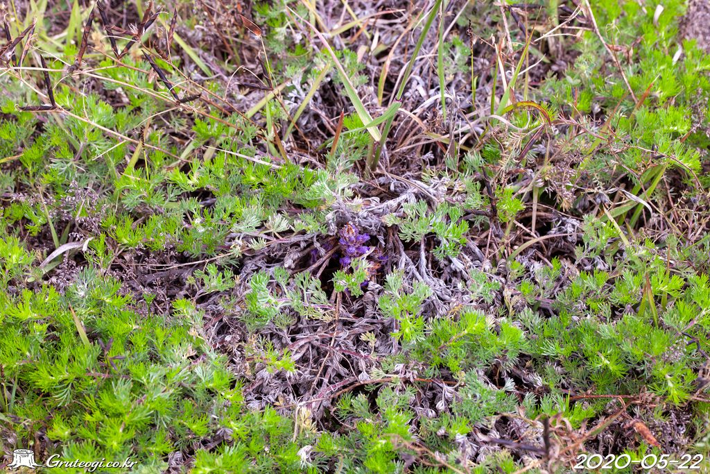 Orobanche coerulescens habit