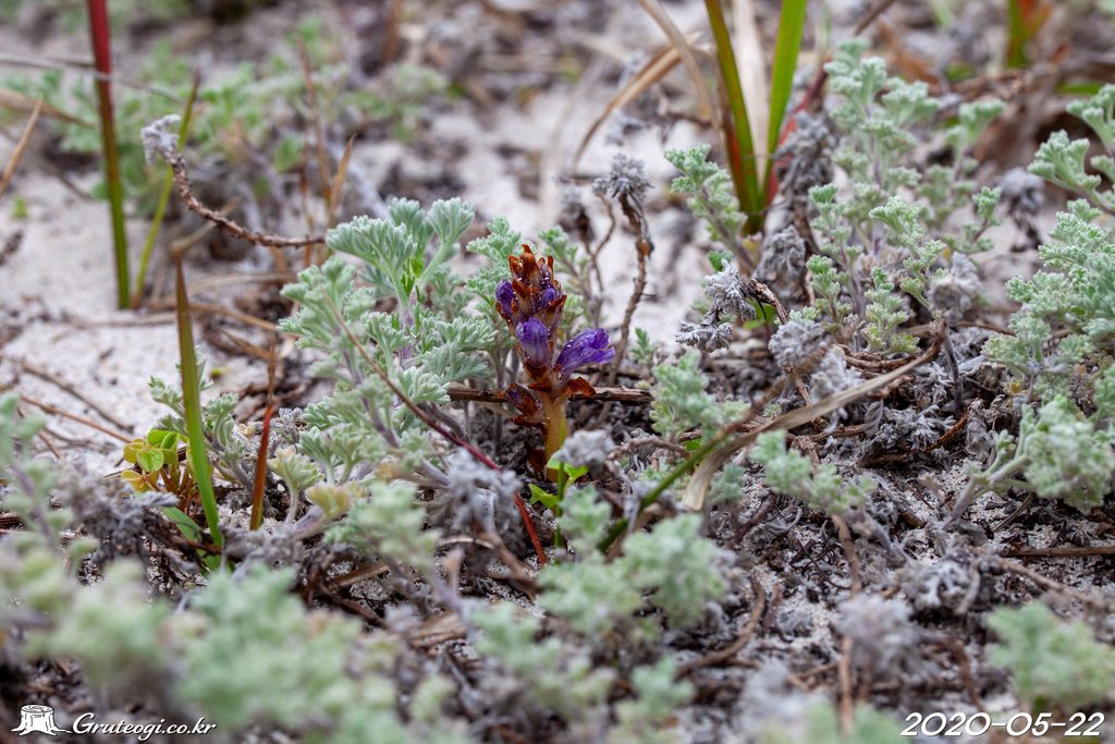 Orobanche coerulescens habit