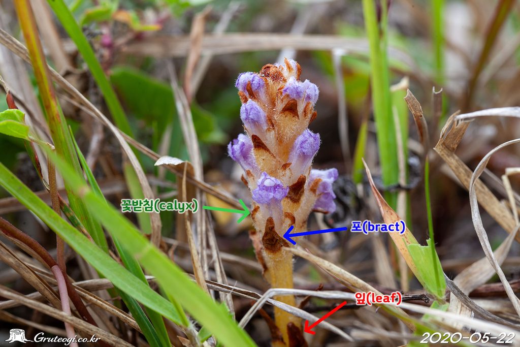 Orobanche coerulescens leaf