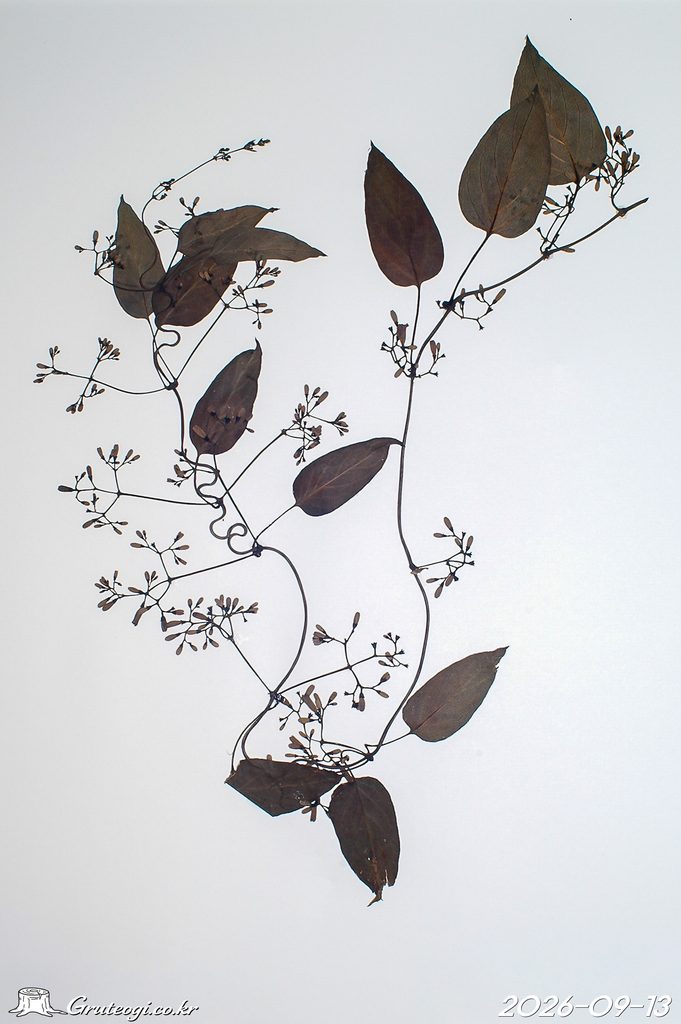 Paederia foetida etc