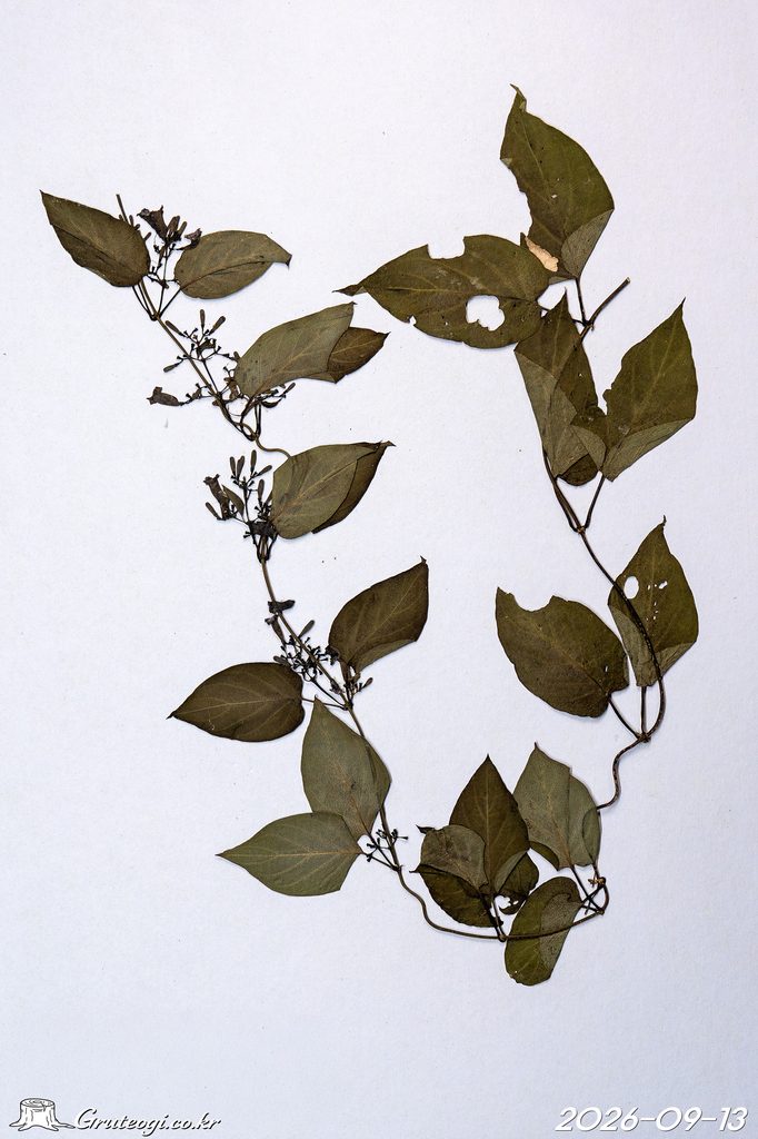 Paederia foetida etc