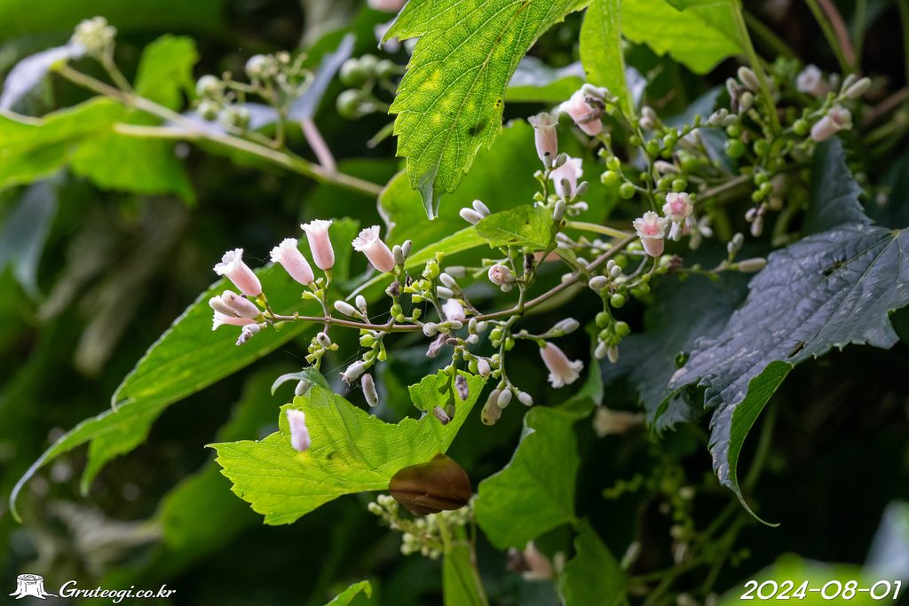 Paederia foetida flower