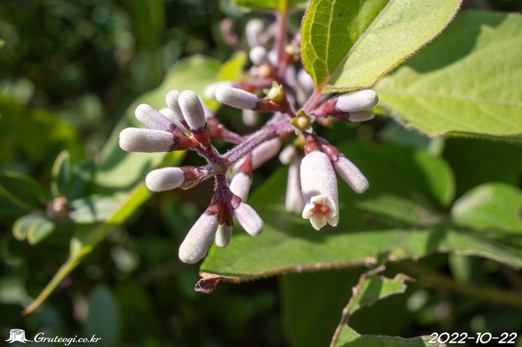 Paederia foetida flower