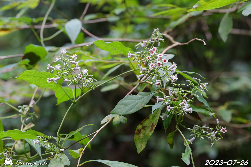 Paederia foetida flower